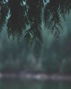 ​秋草独寻人去后，寒林空见日斜时
