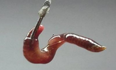 ​蚯蚓钓鱼有技巧 这3招让你鱼获满满