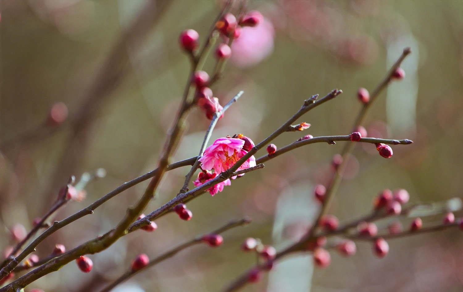 梅花 梅花