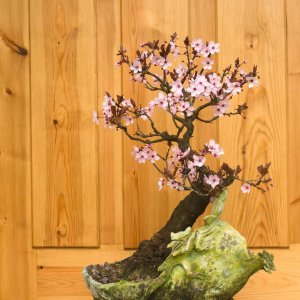 ​梅花上什么肥料好，梅花结果实吗