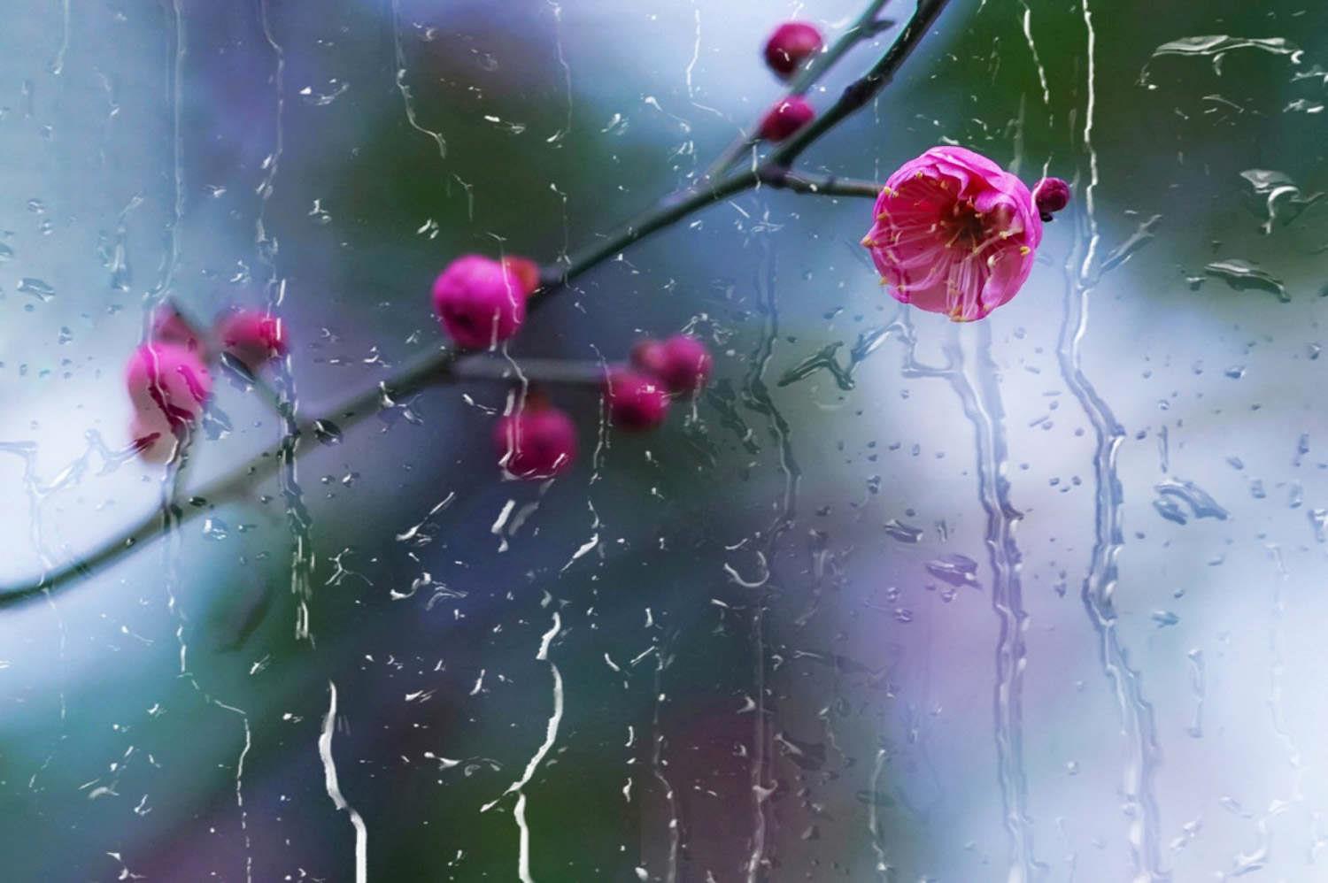 梅花 梅花