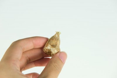 ​香雪兰开花后怎么养护