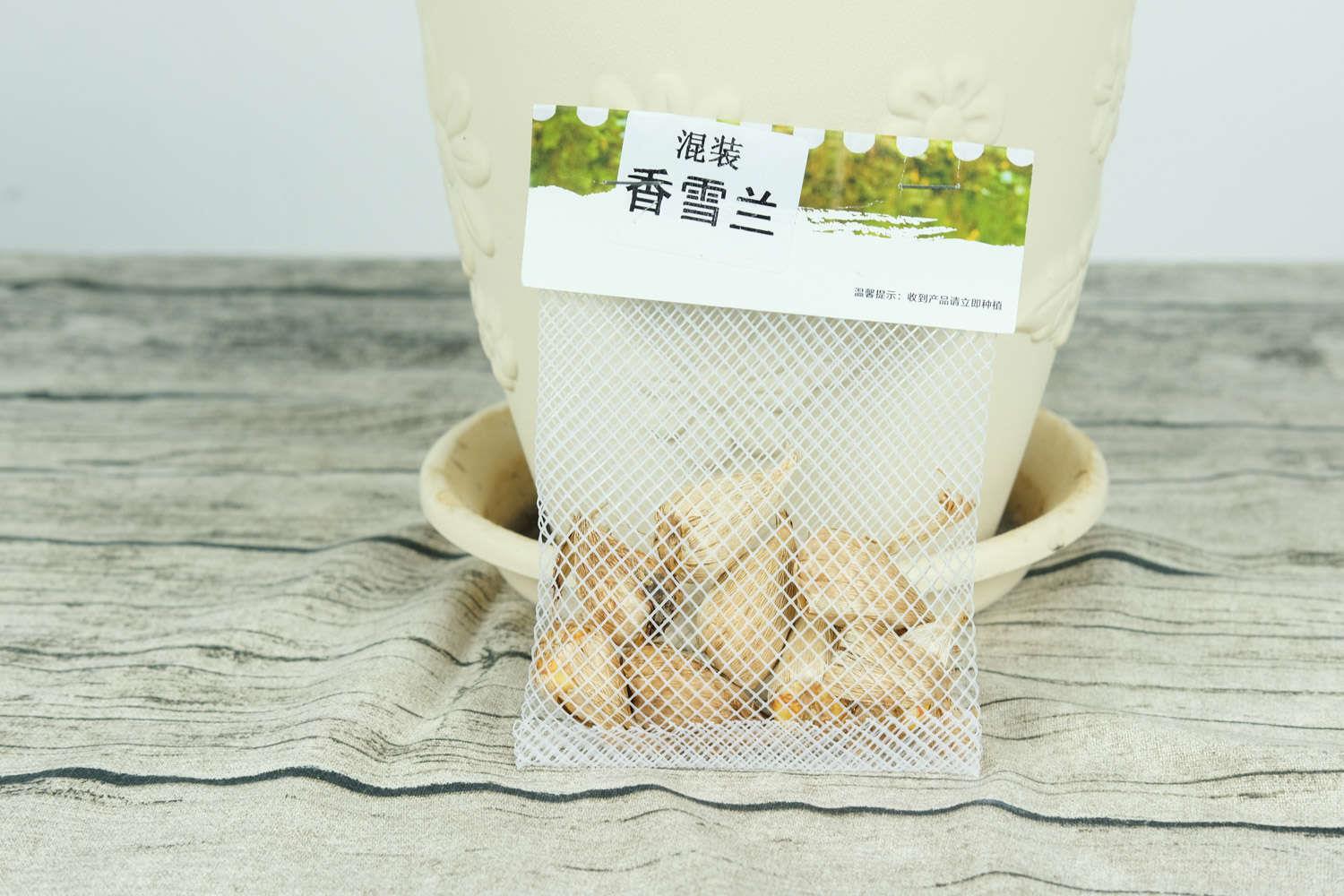 香雪兰 香雪兰