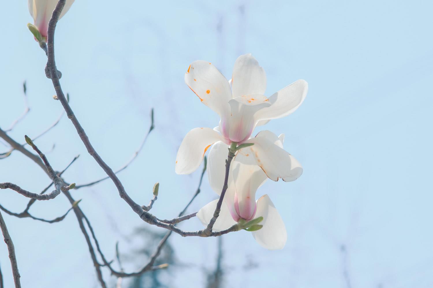 白玉兰 白玉兰