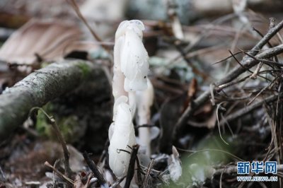​珍稀植物水晶兰现身云南永仁