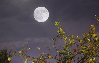 ​夜深月透玲珑影，花自光明月自香。 ——洪咨夔《凉月》