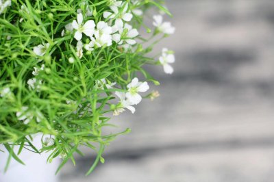 ​满天星有几种自然颜色，染满天星的染料有毒吗