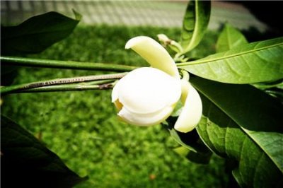 ​夜合花与百合花的区别