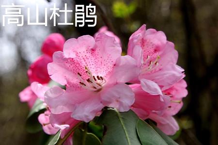 高山杜鹃 高山杜鹃
