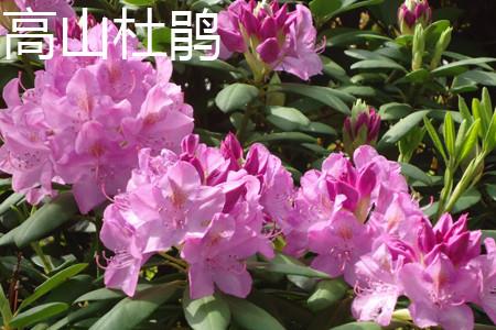高山杜鹃 高山杜鹃