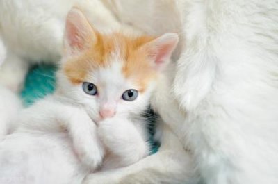 ​猫咪3个月怎么喂食
