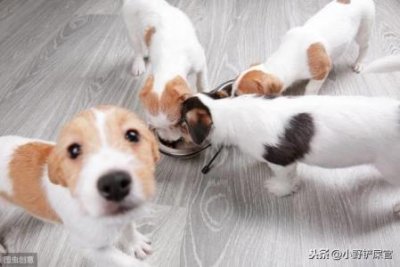​狗狗皮肤病有白色结痂狗皮肤上白色硬结屑