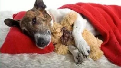 ​拉布拉多犬毛色拉布拉多犬毛色特征