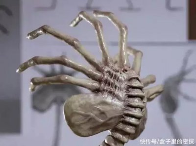 ​鲎：活了4亿年，靠蓝色血液救死扶伤，却被逼入绝境