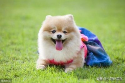 ​怎么制作狗粮最简单？怎么样制作狗粮什么配方
