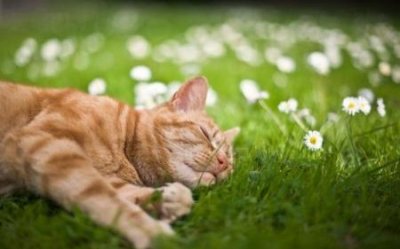 ​20块价格出售的猫咪处于良好的状态吗？20元猫咪与数千元并无差别，只因处于良