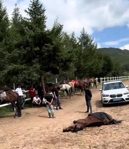 ​游客骑马遇马匹猝死人受伤还要赔7000元？当地称已和解，律师：若正常骑马不需