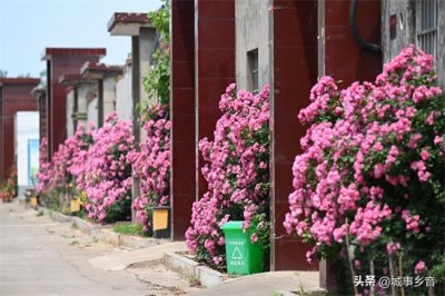 ​绝美出圈：乡村文旅打卡地-义马东区“蔷薇村”