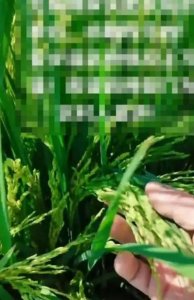 ​男子吐槽上万亩稻谷颗粒无收，当地农业农村局：正现场调查