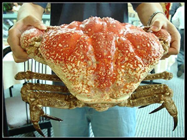 皇帝蟹——海鲜中的上品,蟹中之皇