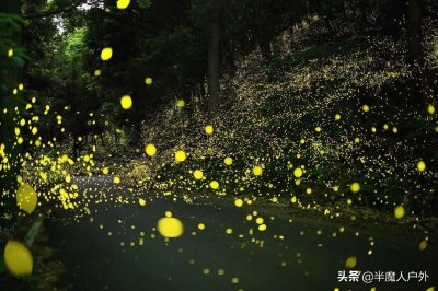 ​推荐国内13大萤火虫之地
