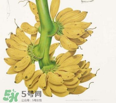 芭蕉不能和什么一起吃?芭蕉什么人不能吃 芭蕉不能和什么一起吃?芭蕉什么人不能吃