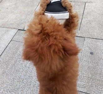 泰迪没断尾被怀疑不是纯的,网友看过后却说更像猴子!