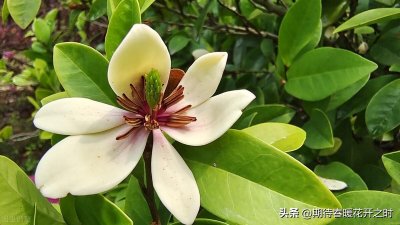 含笑花-寓意含蓄、美丽