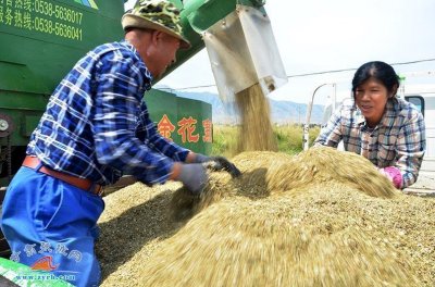 ​“黑金谷”在张掖引种成功