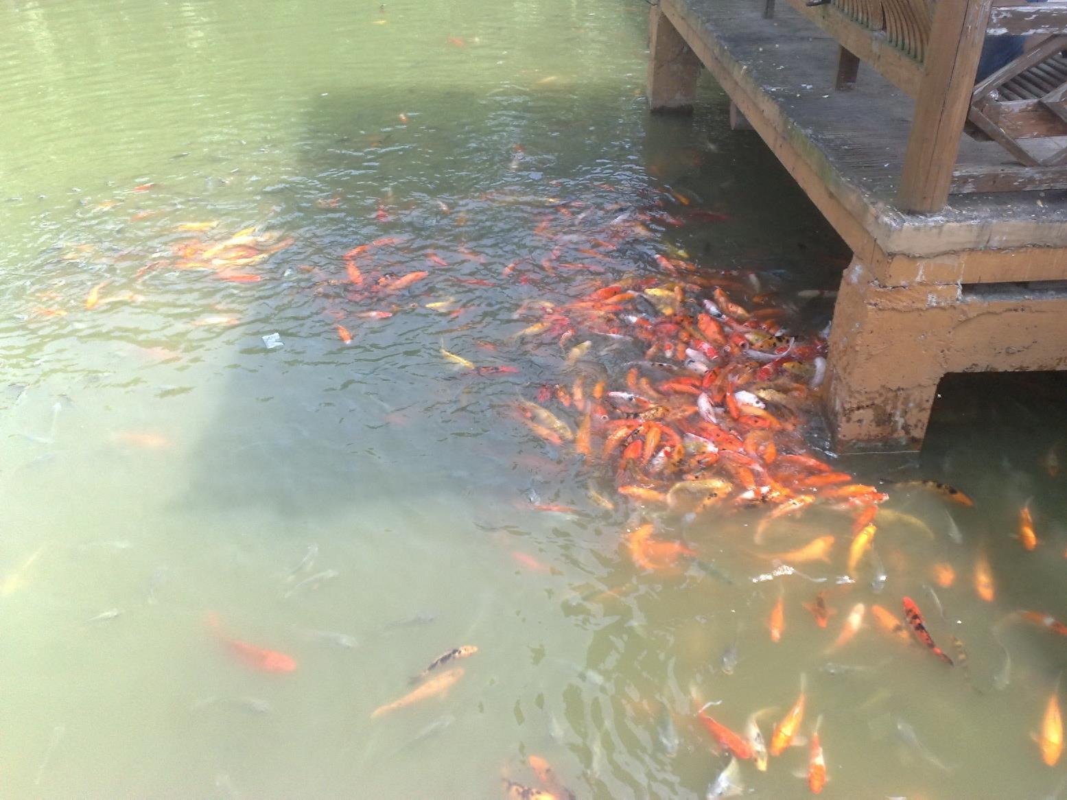 带你一起玩:广东揭阳的万竹园景区