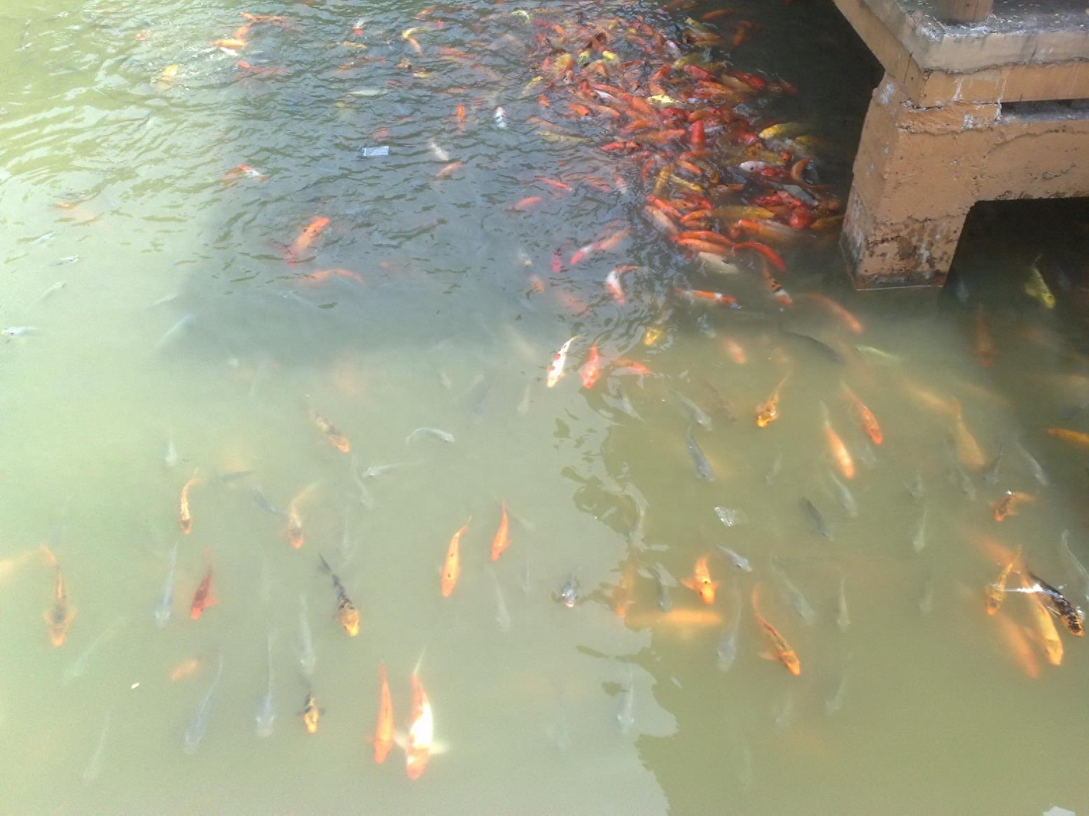 带你一起玩:广东揭阳的万竹园景区