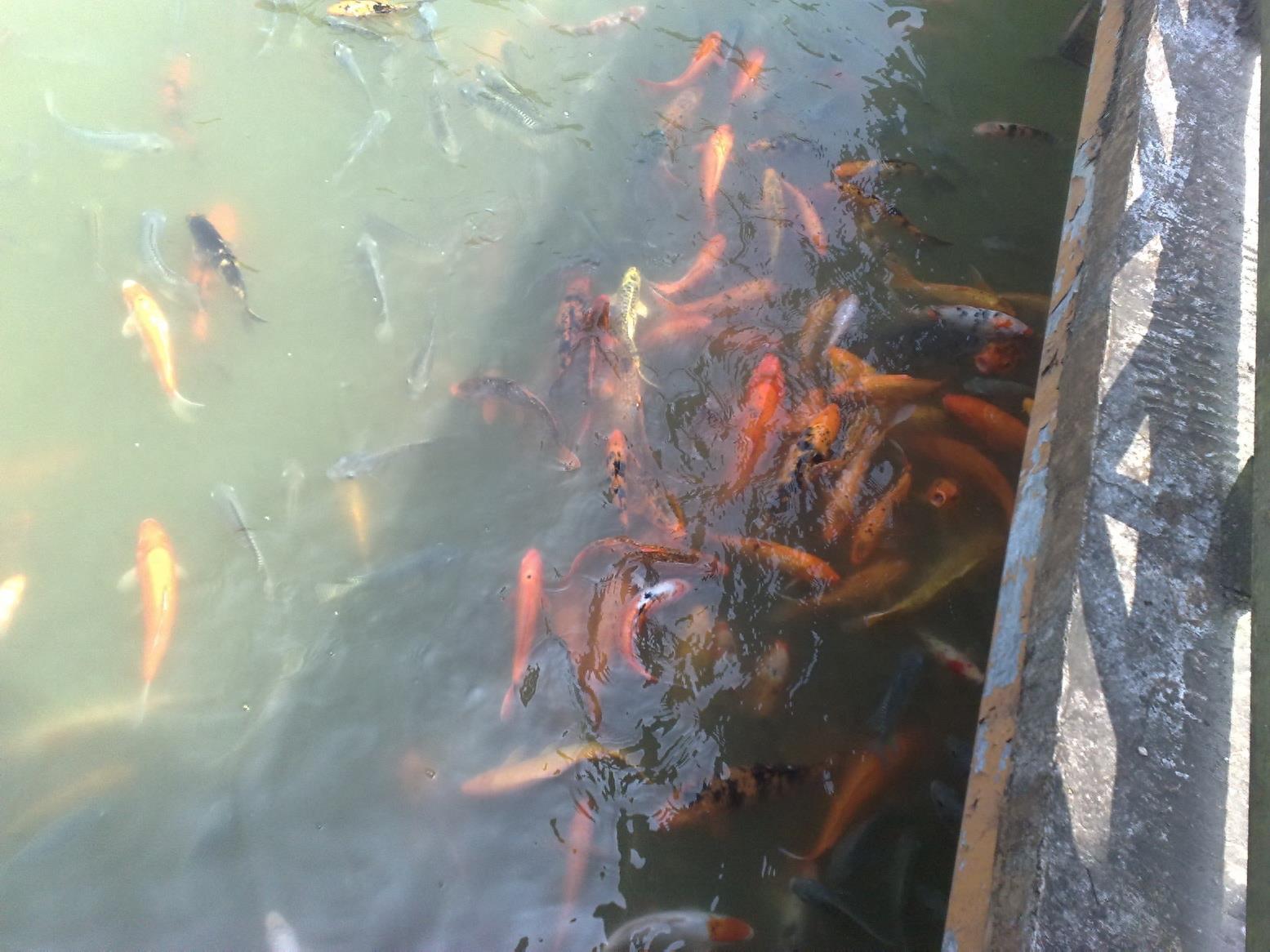 带你一起玩:广东揭阳的万竹园景区