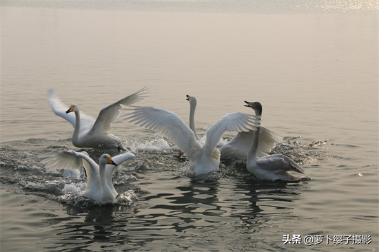 近距离亲近美丽的白天鹅,那就来山东荣成烟墩角天鹅湖吧