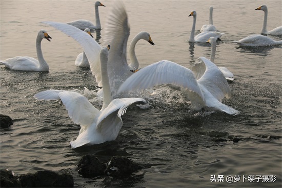 近距离亲近美丽的白天鹅,那就来山东荣成烟墩角天鹅湖吧