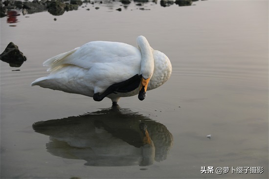 近距离亲近美丽的白天鹅,那就来山东荣成烟墩角天鹅湖吧