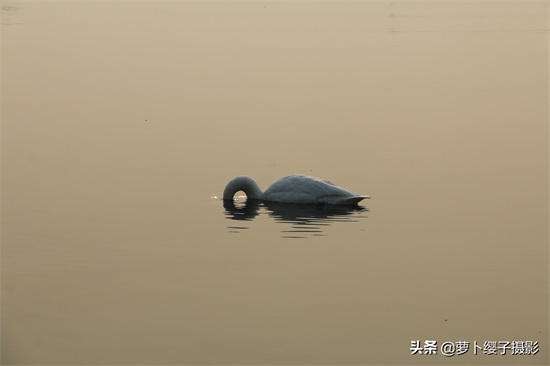 近距离亲近美丽的白天鹅,那就来山东荣成烟墩角天鹅湖吧