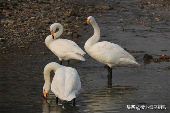 近距离亲近美丽的白天鹅,那就来山东荣成烟墩角天鹅湖吧