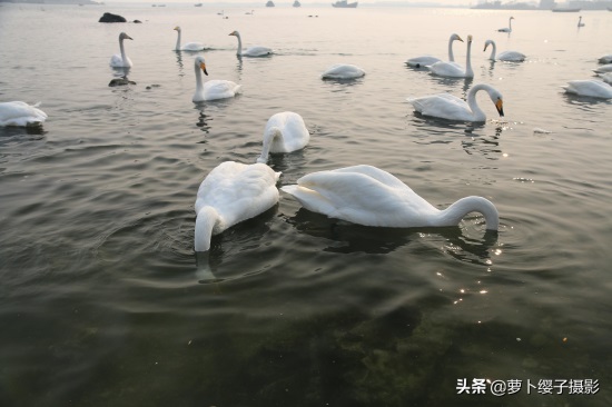 近距离亲近美丽的白天鹅,那就来山东荣成烟墩角天鹅湖吧