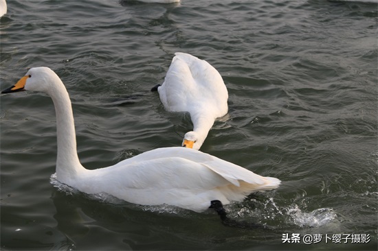 近距离亲近美丽的白天鹅,那就来山东荣成烟墩角天鹅湖吧