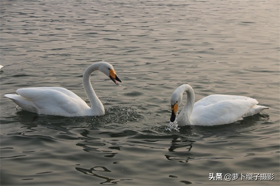 近距离亲近美丽的白天鹅,那就来山东荣成烟墩角天鹅湖吧