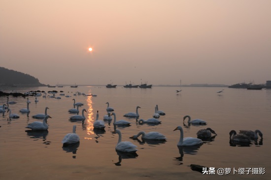 近距离亲近美丽的白天鹅,那就来山东荣成烟墩角天鹅湖吧