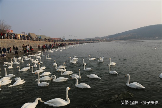 近距离亲近美丽的白天鹅,那就来山东荣成烟墩角天鹅湖吧