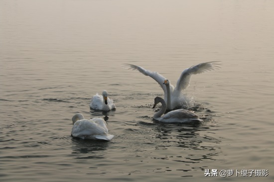 近距离亲近美丽的白天鹅,那就来山东荣成烟墩角天鹅湖吧