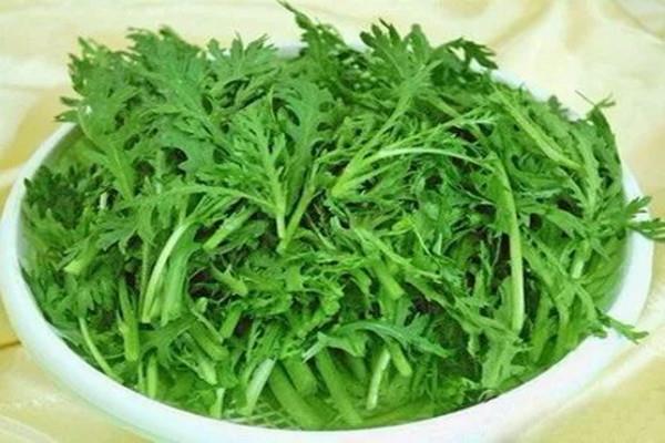 茼蒿可以天天吃吗 茼蒿哺乳期能吃吗 茼蒿可以天天吃吗 茼蒿哺乳期能吃吗