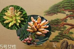 松花粉保质期多久 过期的不能食用 松花粉保质期多久 过期的不能食用