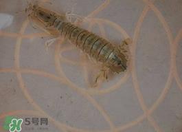 虾爬子怎么保存?虾爬子怎么保存才新鲜? 虾爬子怎么保存?虾爬子怎么保存才新鲜?