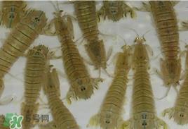 虾爬子怎么保存?虾爬子怎么保存才新鲜? 虾爬子怎么保存?虾爬子怎么保存才新鲜?