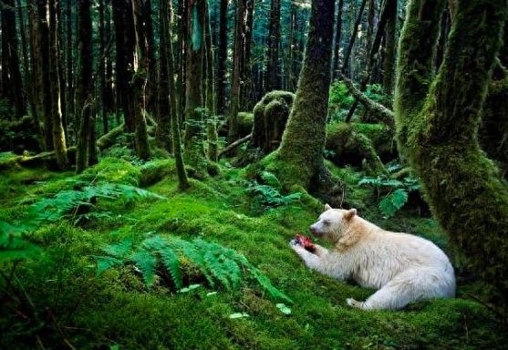 罕见的“白色”黑熊：全球仅剩200头，比大熊猫还要珍稀
