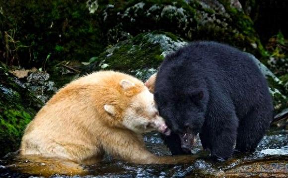 罕见的“白色”黑熊：全球仅剩200头，比大熊猫还要珍稀