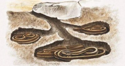 ​首次发现：雌蛇也有人类生殖器官！它究竟有何用？被发现有何价值